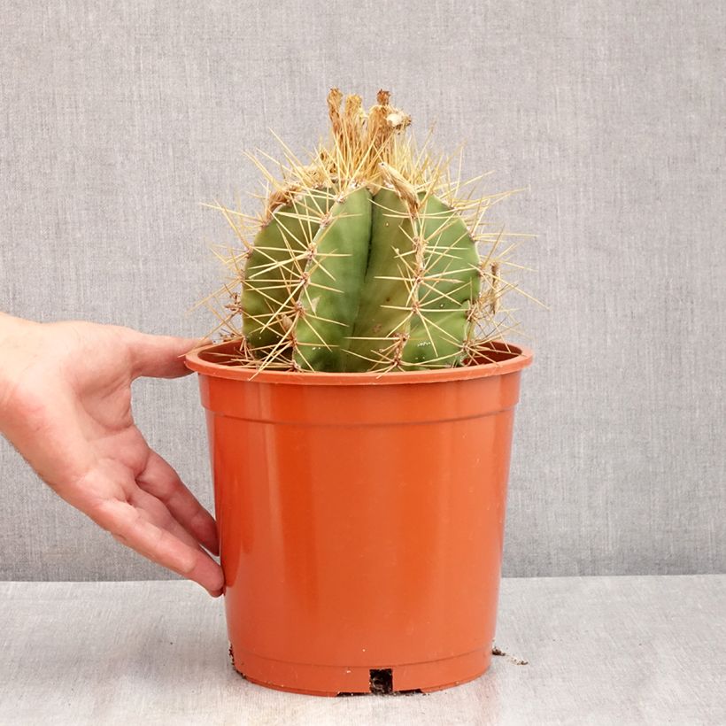 Exemplaar van Astrophytum ornatum - Bisschopsmuts Pot van 4 l/5 l zoals geleverd in de zomer
