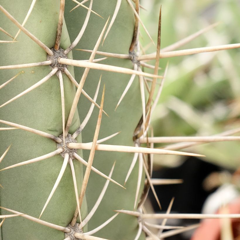 Echinopsis pasacana - Andeszuilcactus (Blad)
