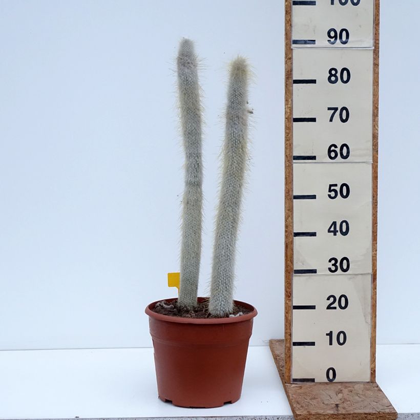 Exemplaar van Cleistocactus strausii - Zilveren fakkel Pot van 12 l/15 l zoals geleverd in de winter