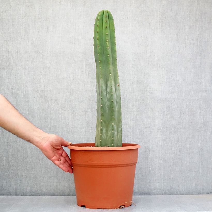 Exemplaar van Trichocereus pachanoi - San Pedro-cactus Pot van 12 l/15 l zoals geleverd in de lente