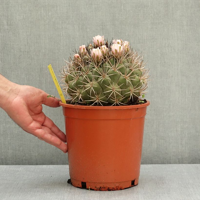 Exemplaar van Gymnocalycium saglionis - Cactus Pot van 4 l/5 l zoals geleverd in de lente