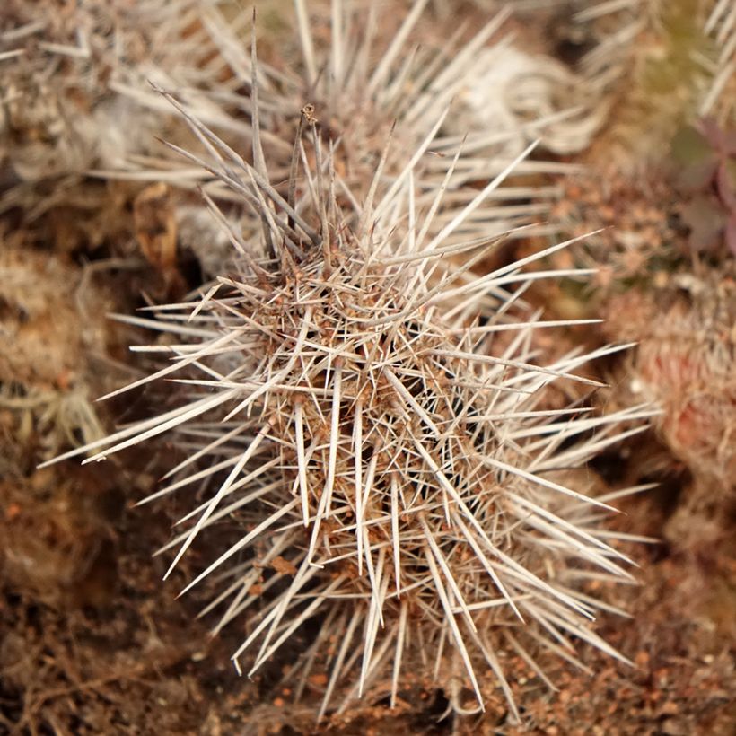 Lobivia cardenasiana - Cactus (Blad)