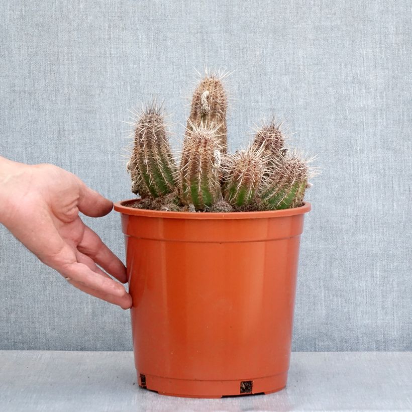 Exemplaar van Lobivia cardenasiana - Cactus Pot van 4 l/5 l zoals geleverd in de lente