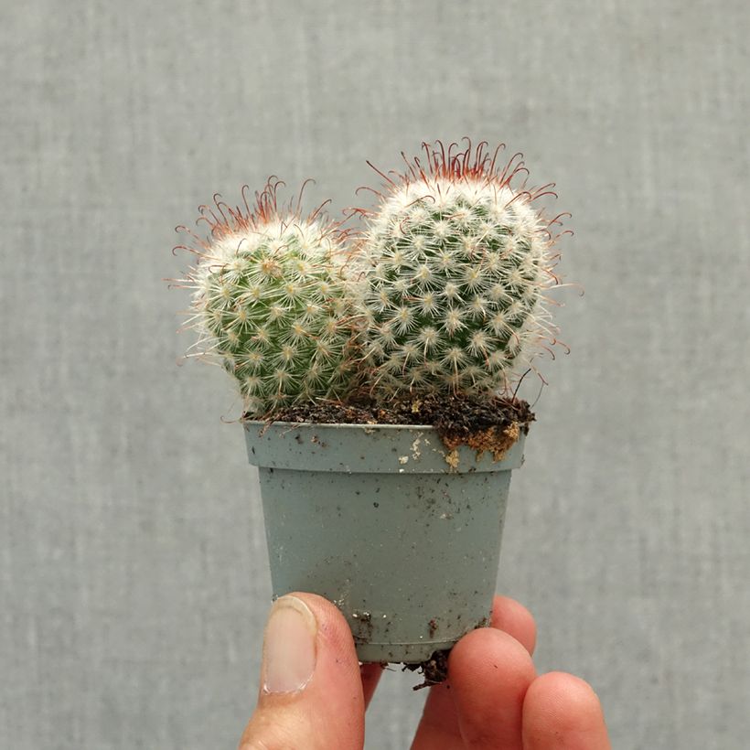 Exemplaar van Cactus - Mammillaria bombycina Mini-kamerplanten zoals geleverd in de lente