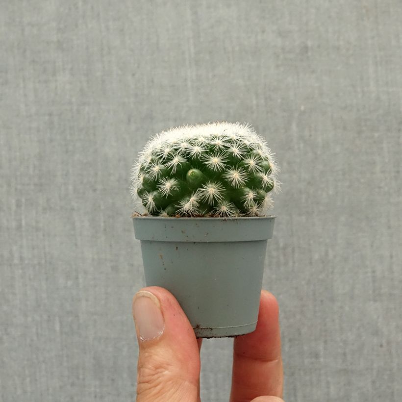 Exemplaar van Mammillaria candida - Tepelcactus Mini-kamerplanten zoals geleverd in de lente