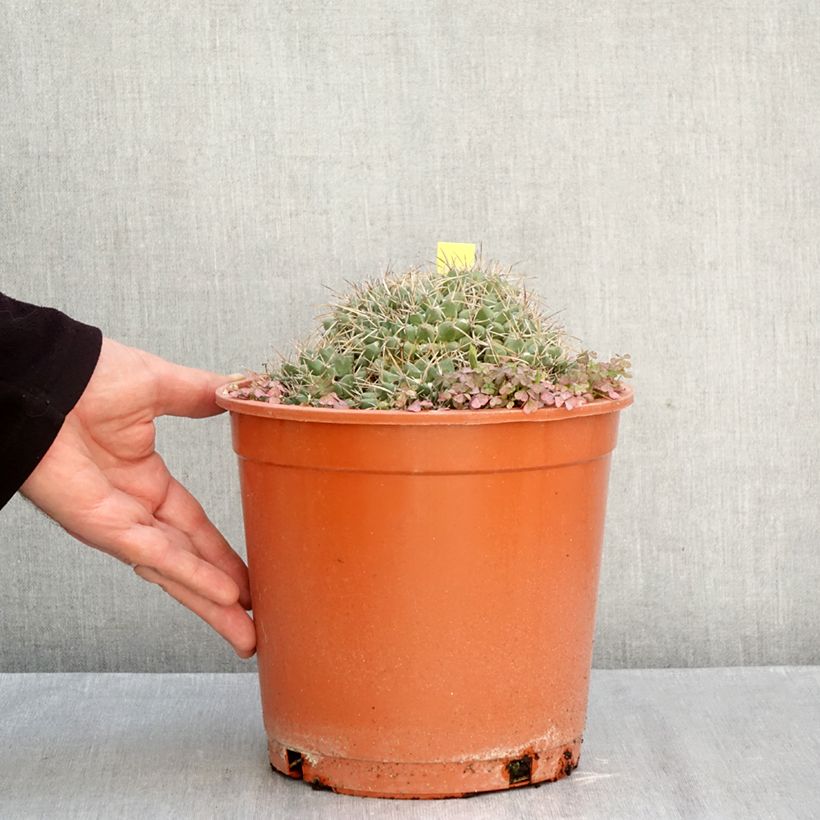 Exemplaar van Mammillaria compressa - Tepelcactus Pot van 4 l/5 l zoals geleverd in de herfst