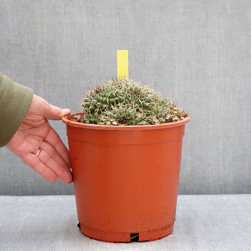 Exemplaar van Mammillaria compressa - Tepelcactus Pot van 4 l/5 l zoals geleverd in de winter