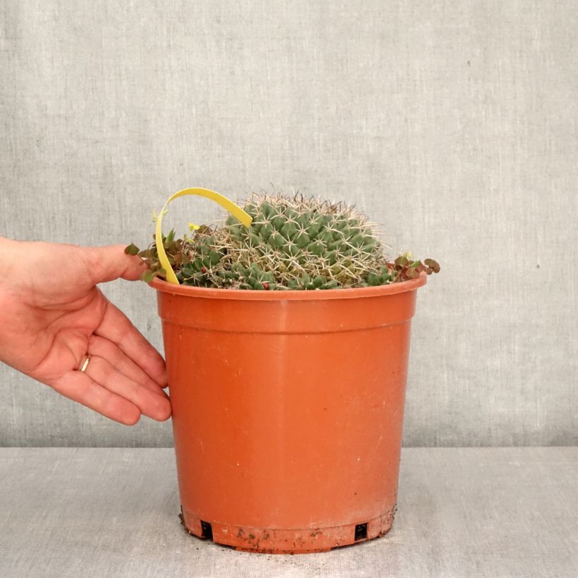 Exemplaar van Mammillaria compressa - Tepelcactus Pot van 4 l/5 l zoals geleverd in de lente