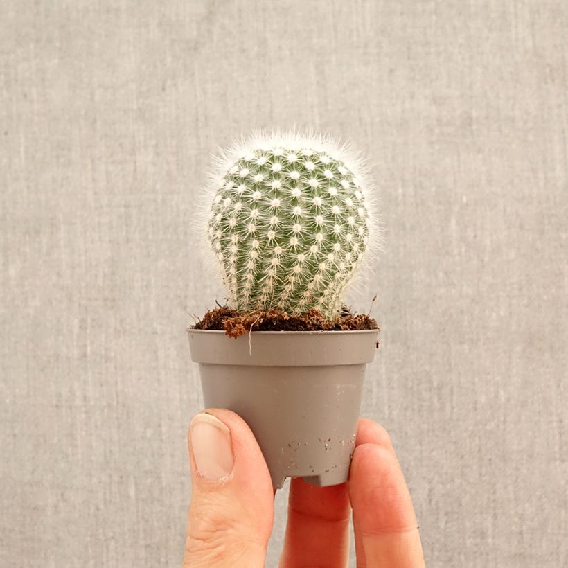 Exemplaar van Mammillaria hahniana - Tepelcactus Mini-kamerplanten zoals geleverd in de lente