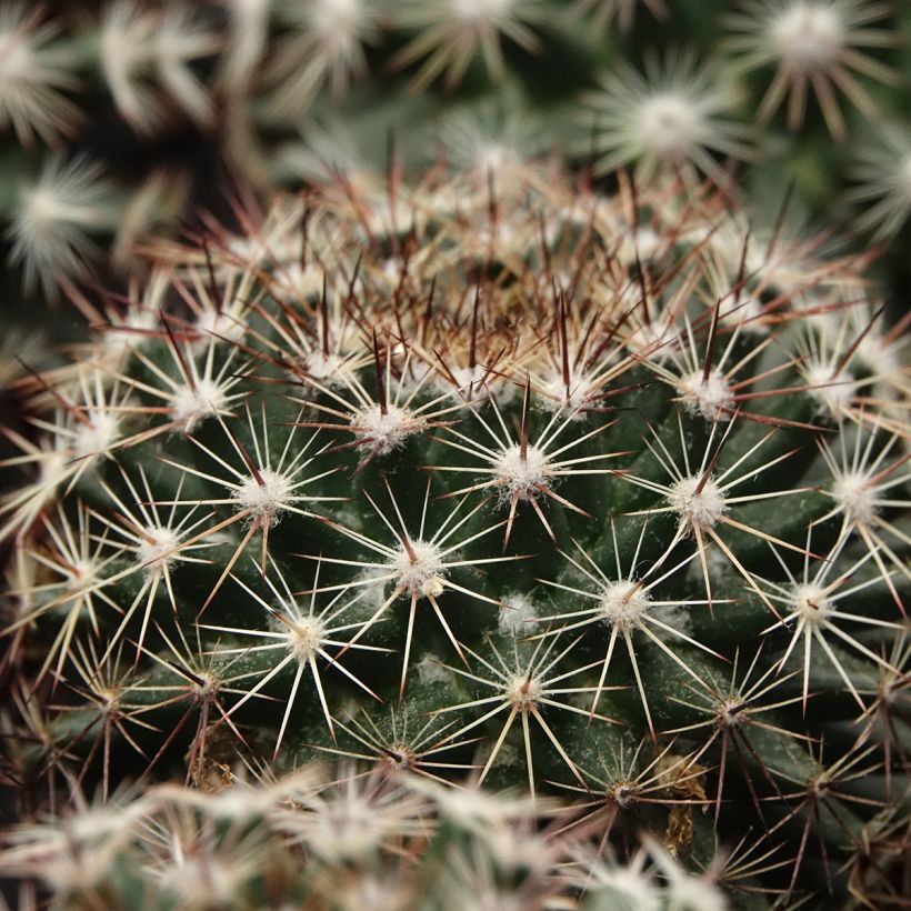 Cactus - Mammillaria heyderi (Blad)