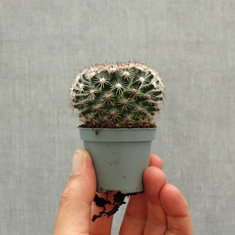 Exemplaar van Cactus - Mammillaria heyderi Mini-kamerplanten zoals geleverd in de lente