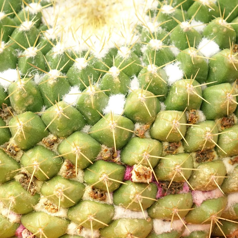 Mammillaria marksiana - Tepelcactus (Blad)