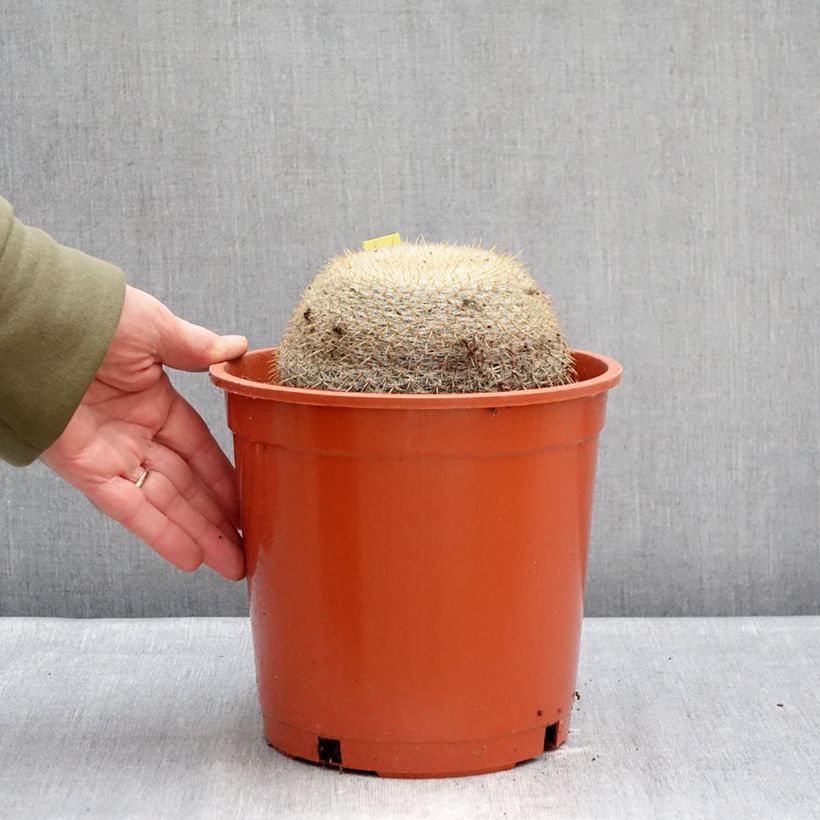 Exemplaar van Mammillaria muehlenpfordtii - Tepelcactus Pot van 4 l/5 l zoals geleverd in de winter
