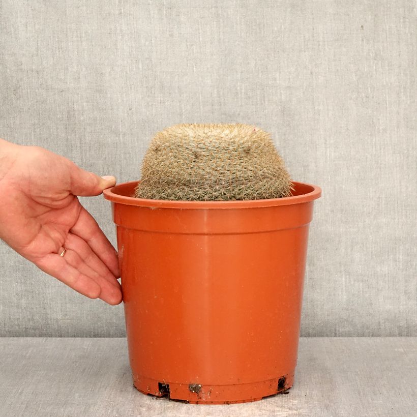 Exemplaar van Mammillaria muehlenpfordtii - Tepelcactus Pot van 4 l/5 l zoals geleverd in de lente