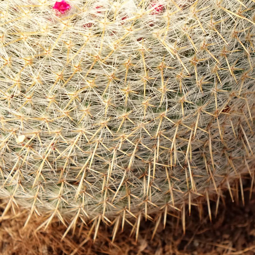Mammillaria muehlenpfordtii - Tepelcactus (Blad)