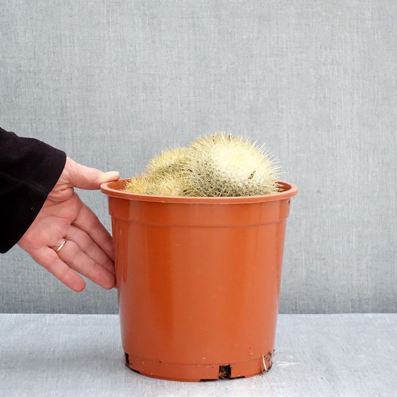Exemplaar van Mammillaria pringlei - Tepelcactus Pot van 4 l/5 l zoals geleverd in de herfst