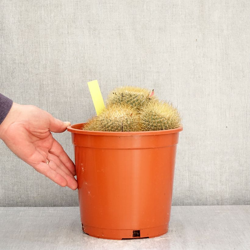 Exemplaar van Mammillaria pringlei - Tepelcactus Pot van 4 l/5 l zoals geleverd in de lente