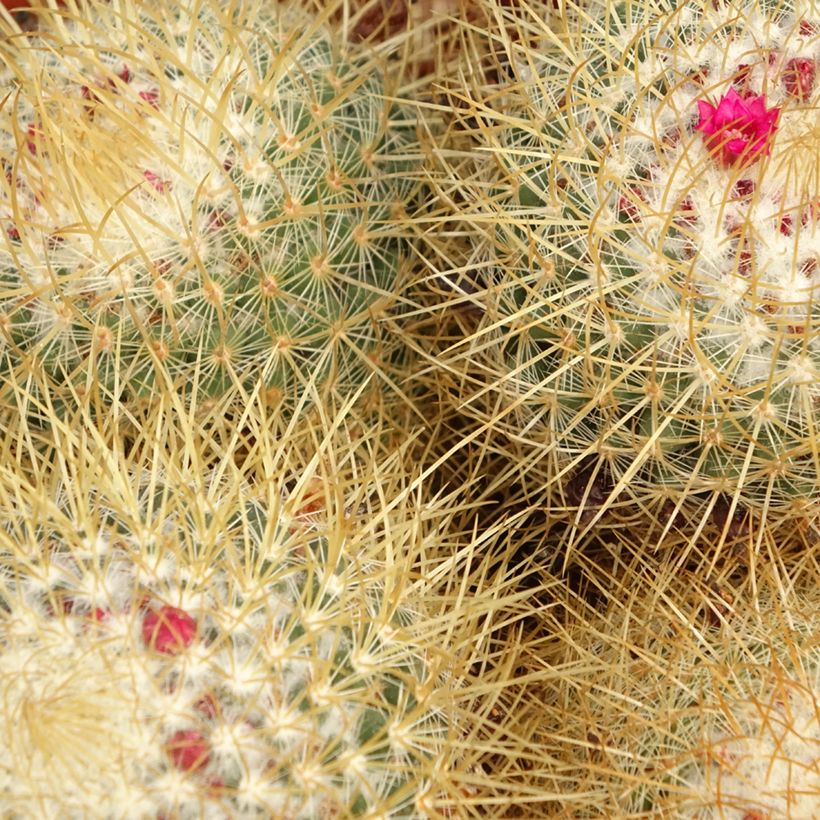 Mammillaria pringlei - Tepelcactus (Blad)