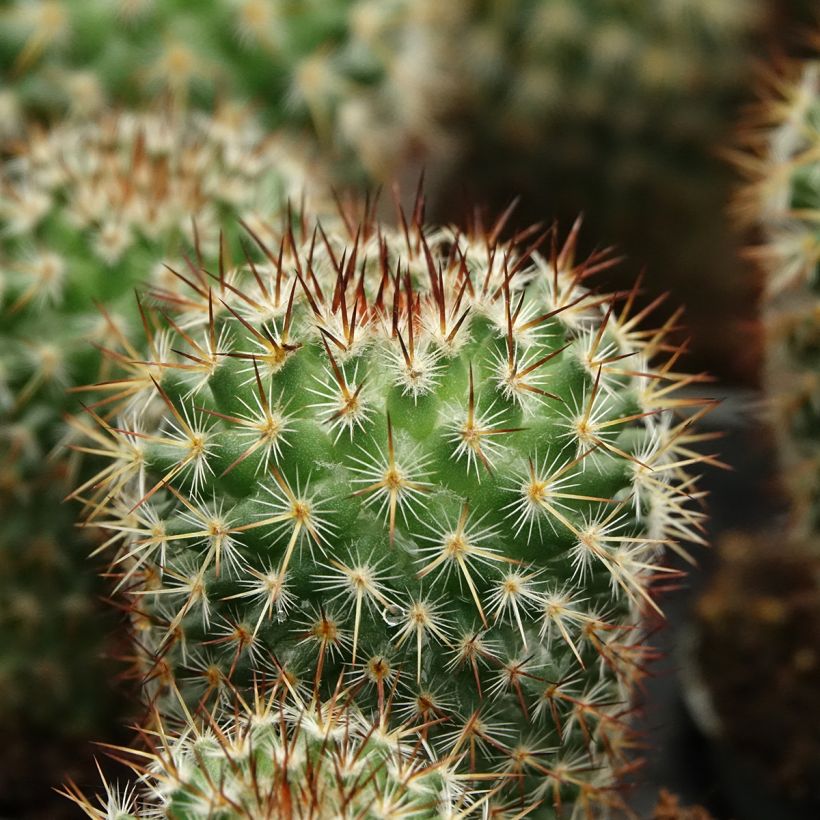 Mammillaria spinosissima f. rubrispina - Tepelcactus (Blad)