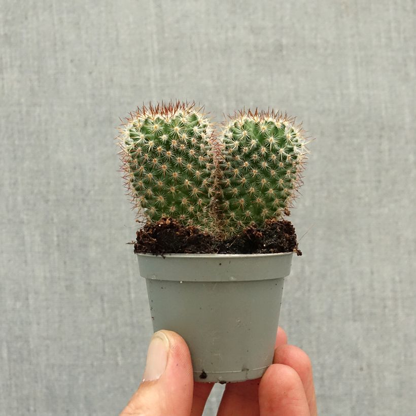 Exemplaar van Cactus Mammillaria spinosissima f. rubrispina  Mini-kamerplanten zoals geleverd in de lente