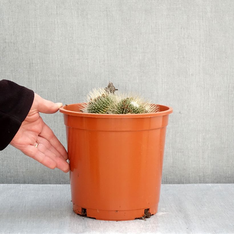 Exemplaar van Mammillaria Un Pico - Tepelcactus Pot van 4 l/5 l zoals geleverd in de herfst