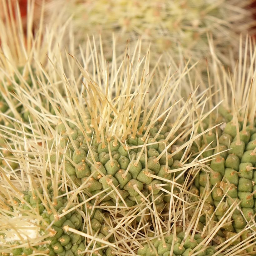 Mammillaria Un Pico - Tepelcactus (Blad)
