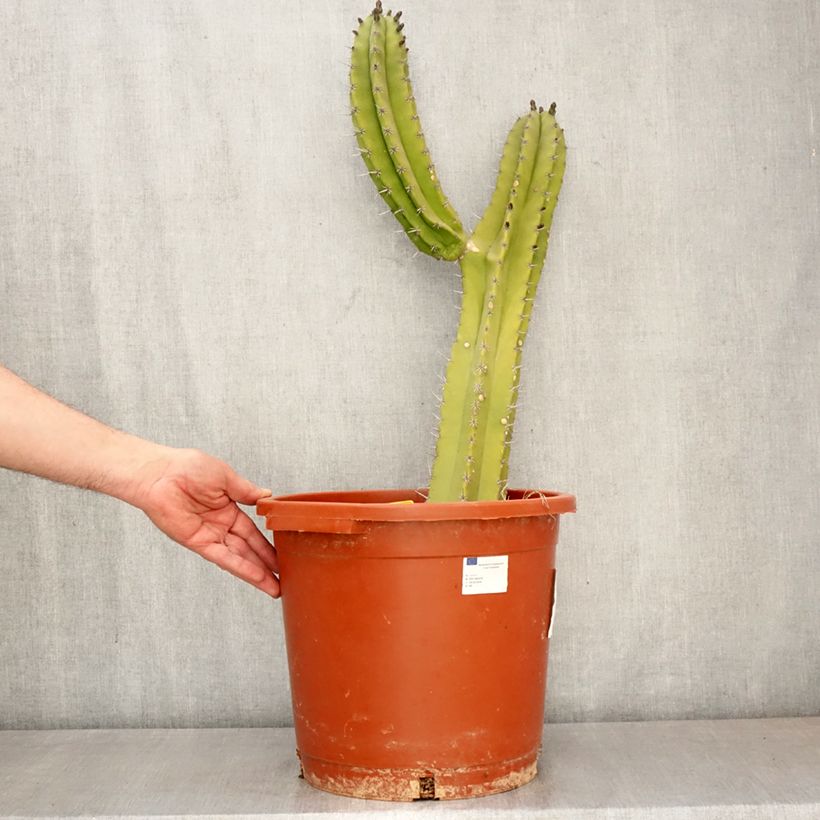 Exemplaar van Polaskia chende - Cactus Pot van 12 l/15 l zoals geleverd in de lente