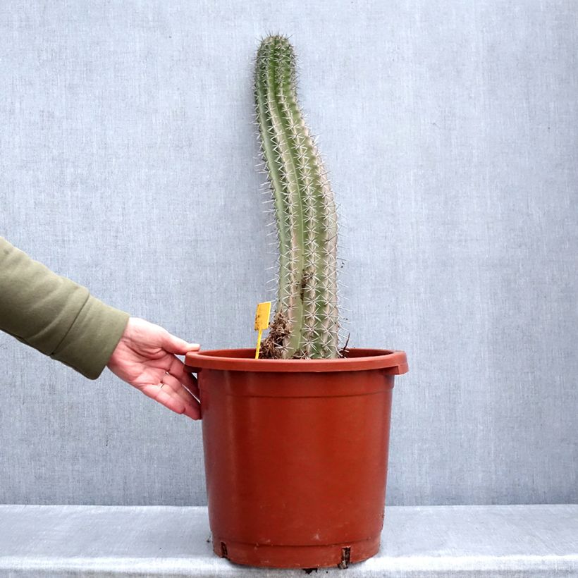 Exemplaar van Stenocereus griseus - Zuilcactus Pot van 12 l/15 l zoals geleverd in de winter