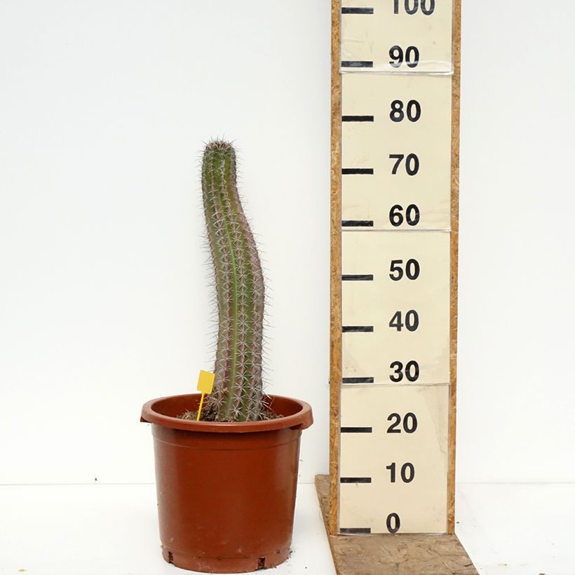 Exemplaar van Stenocereus griseus - Zuilcactus Pot van 12 l/15 l zoals geleverd in de lente