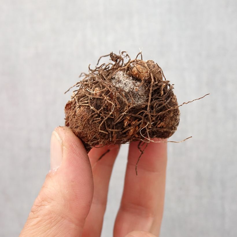 Exemplaar van Caladium Aaron - Hart van Jezus Bol kaliber I zoals geleverd in de lente