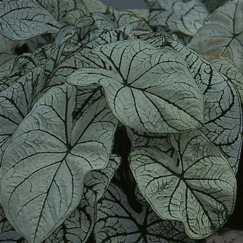 Caladium Candidum - Hart van Jezus (Blad)