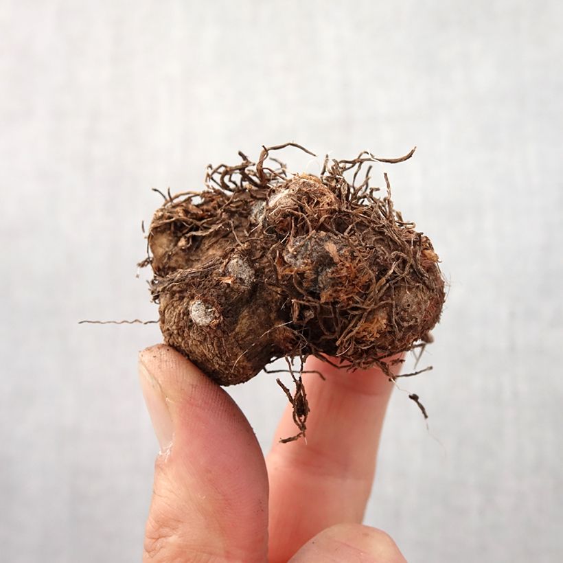 Exemplaar van Caladium Candidum - Hart van Jezus Bol kaliber I zoals geleverd in de lente