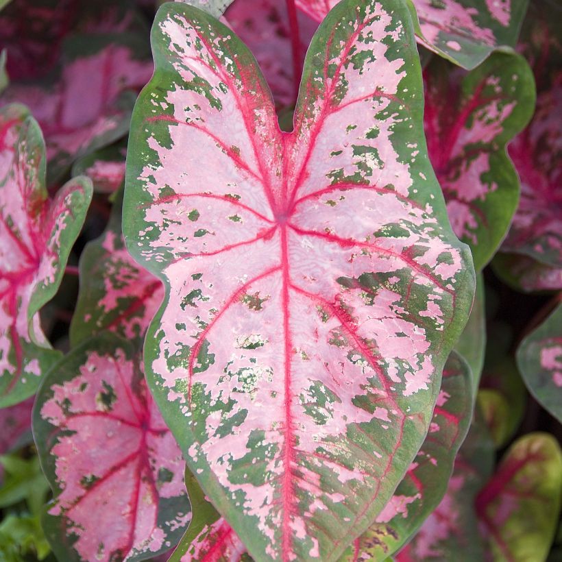 Caladium Carolyn Whorton - Hart van Jezus (Blad)
