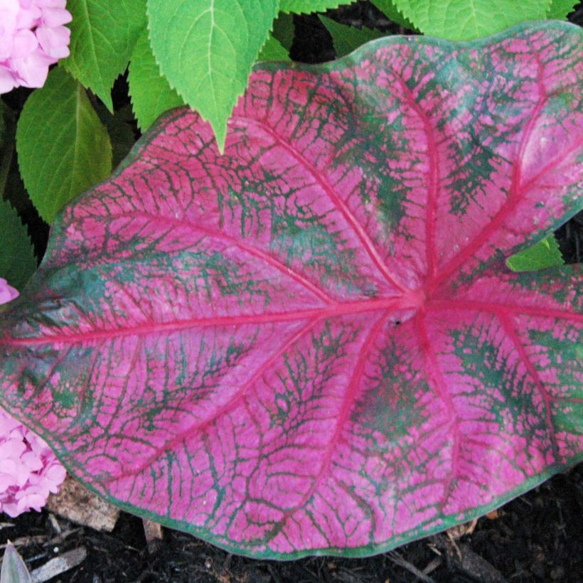 Caladium Fannie Munson (Blad)