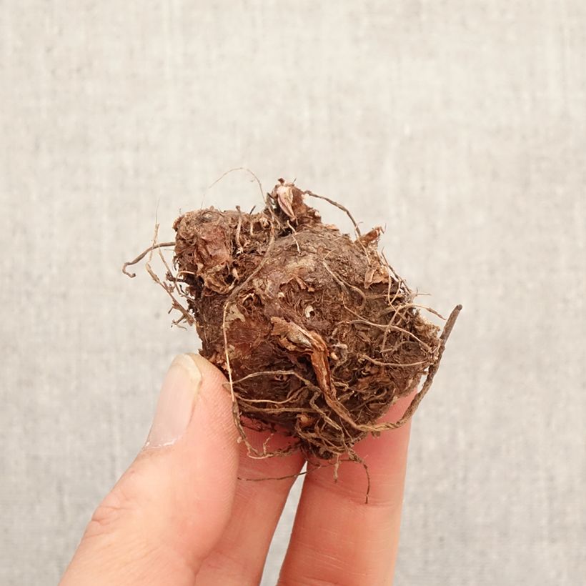 Exemplaar van Caladium Fiesta - Hart van Jezus Bol kaliber I zoals geleverd in de lente