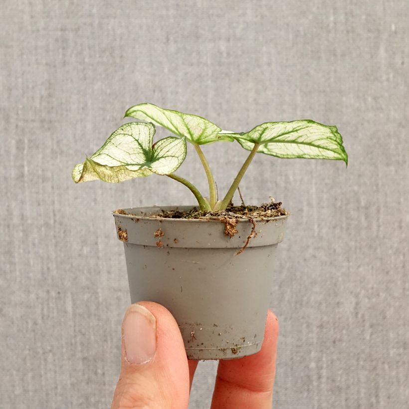 Exemplaar van Caladium Kelly - Hart van Jezus Mini-kamerplanten zoals geleverd in de lente