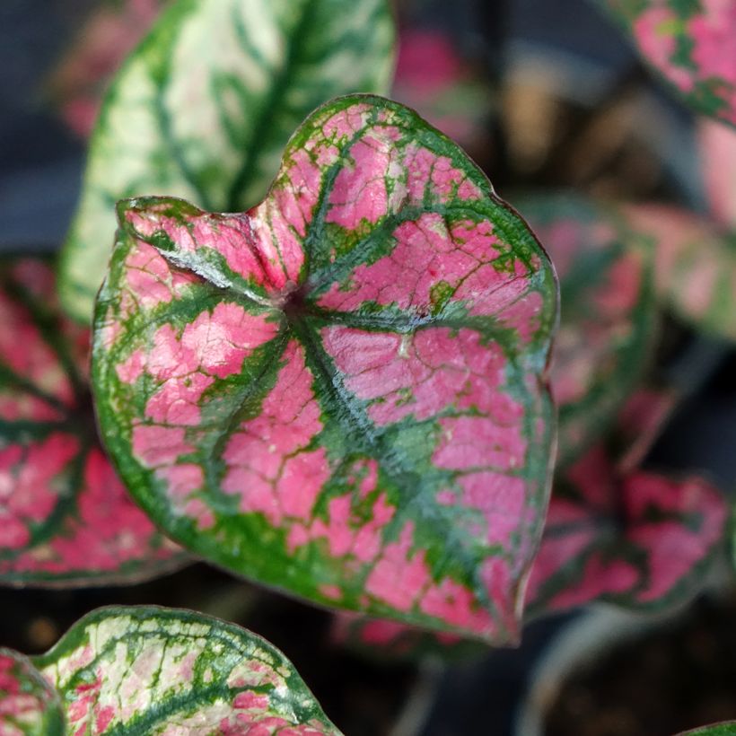 Caladium Purple Light - Hart van Jezus (Blad)