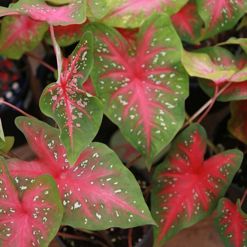 Caladium Red Flash - Hart van Jezus (Blad)