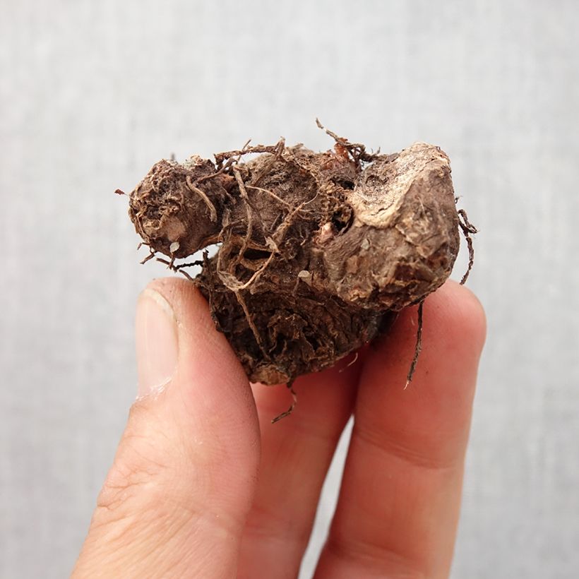 Exemplaar van Caladium Red Flash - Hart van Jezus Bol kaliber I zoals geleverd in de lente