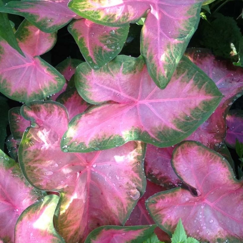 Caladium Rosebud - Hart van Jezus (Blad)