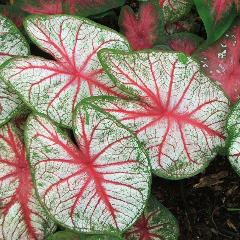 Caladium White Queen - Hart van Jezus (Blad)