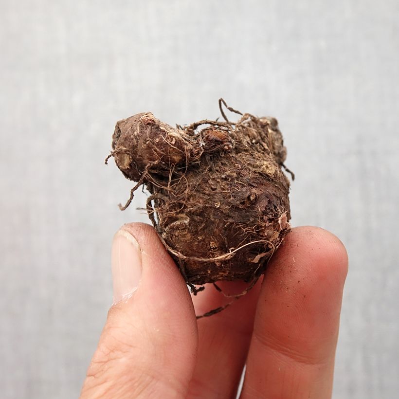 Exemplaar van Caladium White Queen - Hart van Jezus Bol kaliber I zoals geleverd in de lente