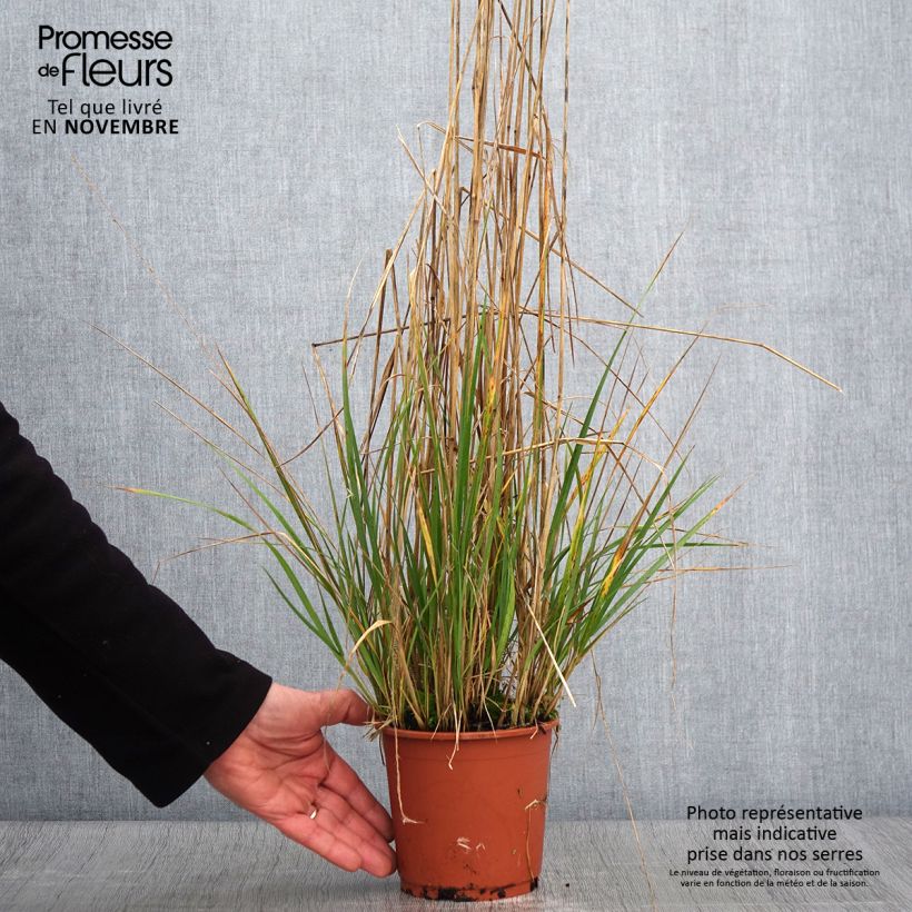 Exemplaar van Calamagrostis acutiflora Avalanche - Calamagrostide Pot de 1L/1,5L zoals geleverd in de herfst