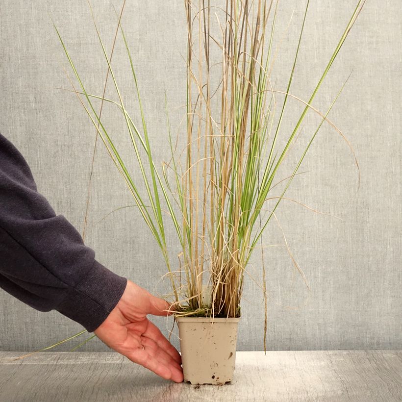 Exemplaar van Calamagrostis acutiflora Avalanche - Struisriet Kweekpotje van 8/9 cm zoals geleverd in de herfst
