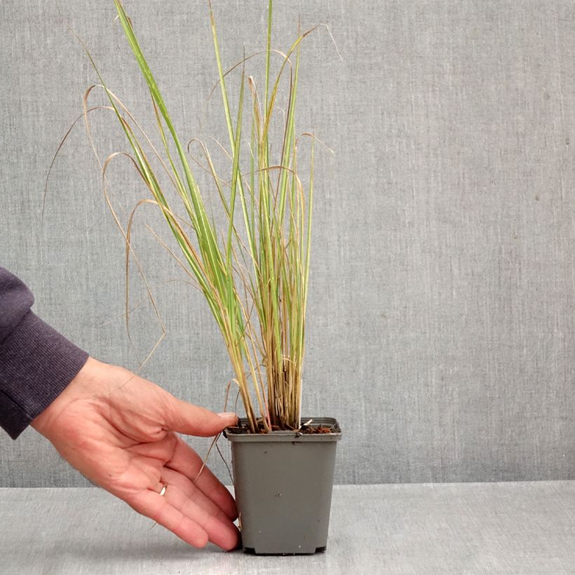 Exemplaar van Calamagrostis acutiflora Eldorado - Calamagrostide Kweekpotje van 8/9 cm zoals geleverd in de herfst