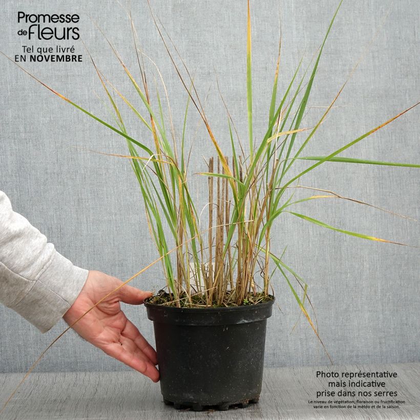 Exemplaar van Calamagrostis acutiflora Karl Foerster - Struisriet Pot van 2 l/3 l zoals geleverd in de herfst