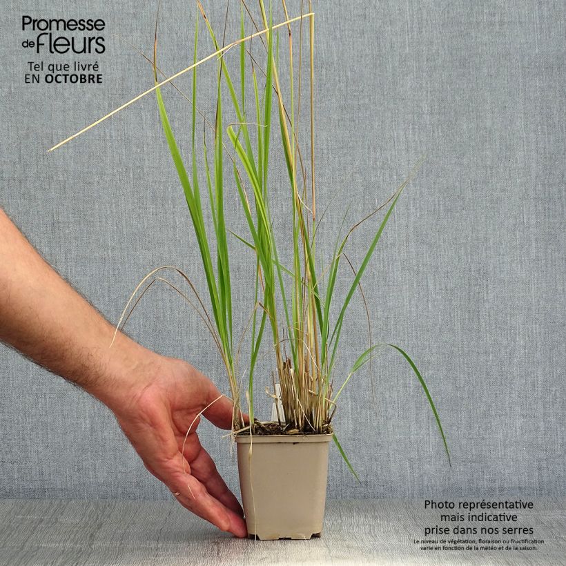 Exemplaar van Calamagrostis acutiflora Overdam - Struisriet Kweekpotje van 8/9 cm zoals geleverd in de herfst