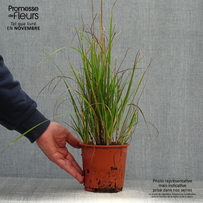 Exemplaar van Calamagrostis acutiflora Waldenbuch - Struisriet Pot van 1 l/1,5 l zoals geleverd in de herfst