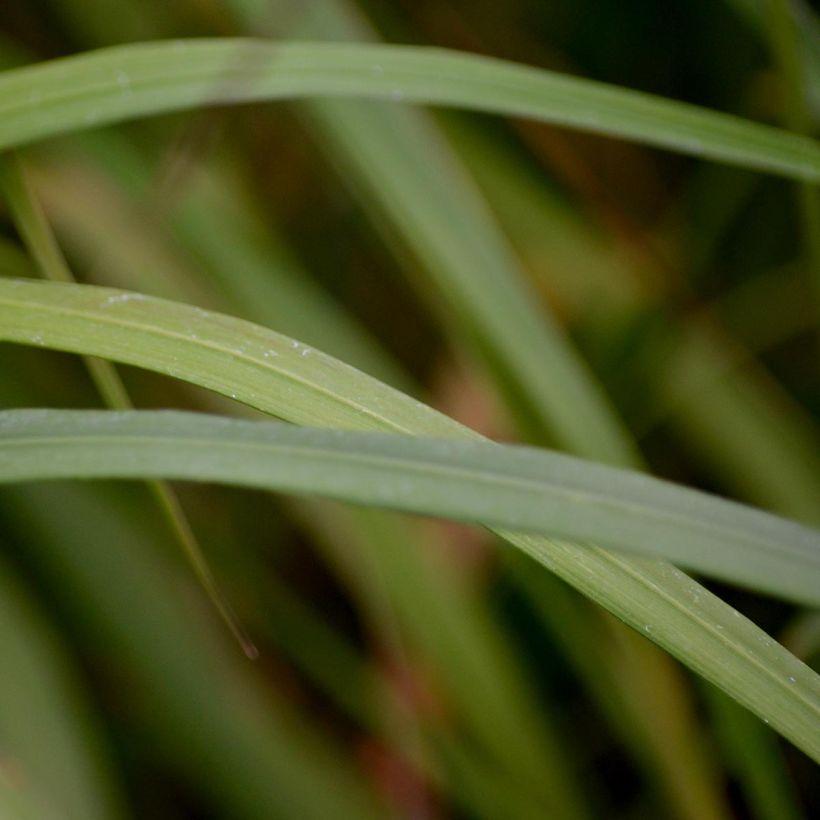 Calamagrostis brachytricha - Diamantgras (Blad)