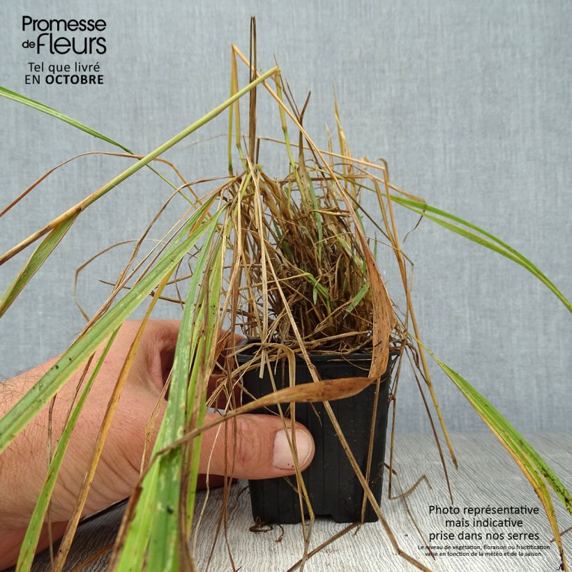 Exemplaar van Calamagrostis brachytricha - Diamantgras Kweekpotje van 8/9 cm zoals geleverd in de herfst